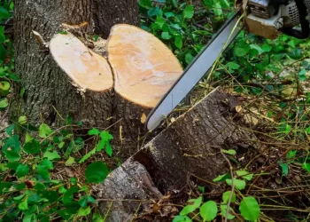 Ağacları kəsən şəxs cəzalandırılıb