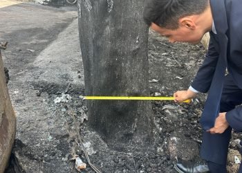 Binəqədi rayonunda baş vermis yanğın zamanı 5 ağaca  ziyan dəyib