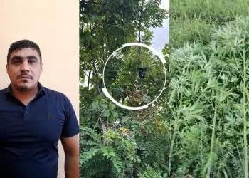 Göyçayda bağ sahəsini narkotik plantasiyasına çevirib videokameralarla izləyən şəxs tutulub