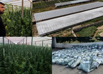 Bakıda polis xüsusi əməliyyat keçirib – 881 kiloqram çətənə kolu yetişdirilən istixana aşkarlandı