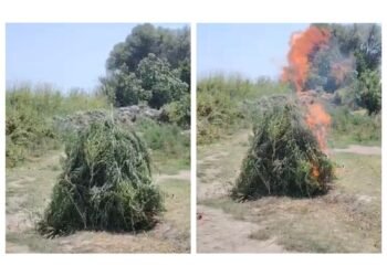 Ucarda yabanı halda bitən çətənə bitkiləri məhv edilib