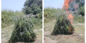 Ucarda yabanı halda bitən çətənə bitkiləri məhv edilib