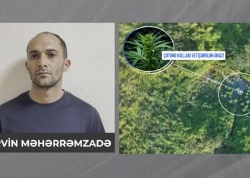 Şəkidə polis əməliyyatı – meşəlik ərazidə çətənə kolları və 8 kiloqram marixuana aşkarlandı
