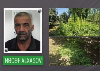 Qəbələdə fındıq bağında çətənə kolu yetişdirən şəxs həbs olunub