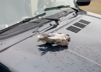 Şabran rayonunun Xəzər dənizi sahil zolağında ov qaydalarını pozan şəxslər saxlanılıb