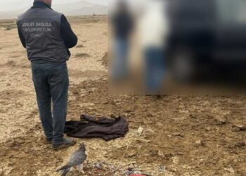 Hacıqabul və Qobustan rayonlarının həmsərhəd çöllük ərazisində ov qaydalarını pozan şəxslər saxlanılıb