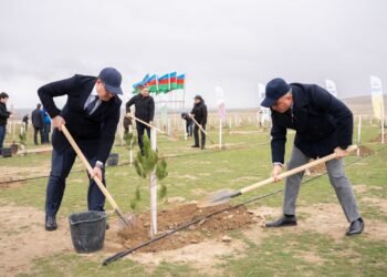Ağacəkmə aksiyası keçirilib(FOTOLAR)