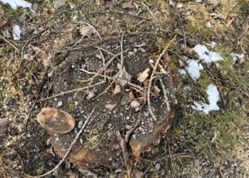 Oğuzda qanunsuz ağac kəsiminə görə cinayət işi başlanılıb