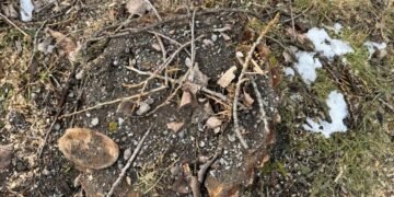 Oğuzda qanunsuz ağac kəsiminə görə cinayət işi başlanılıb