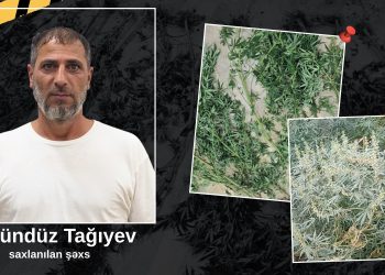 Astarada həyətində narkotik tərkibli bitkilər yetişdirən şəxs saxlanılıb
