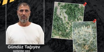 Astarada həyətində narkotik tərkibli bitkilər yetişdirən şəxs saxlanılıb