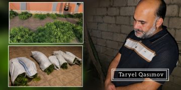 Sabirabadda həyətində narkotik tərkibli bitkilər yetişdirən şəxs saxlanılıb